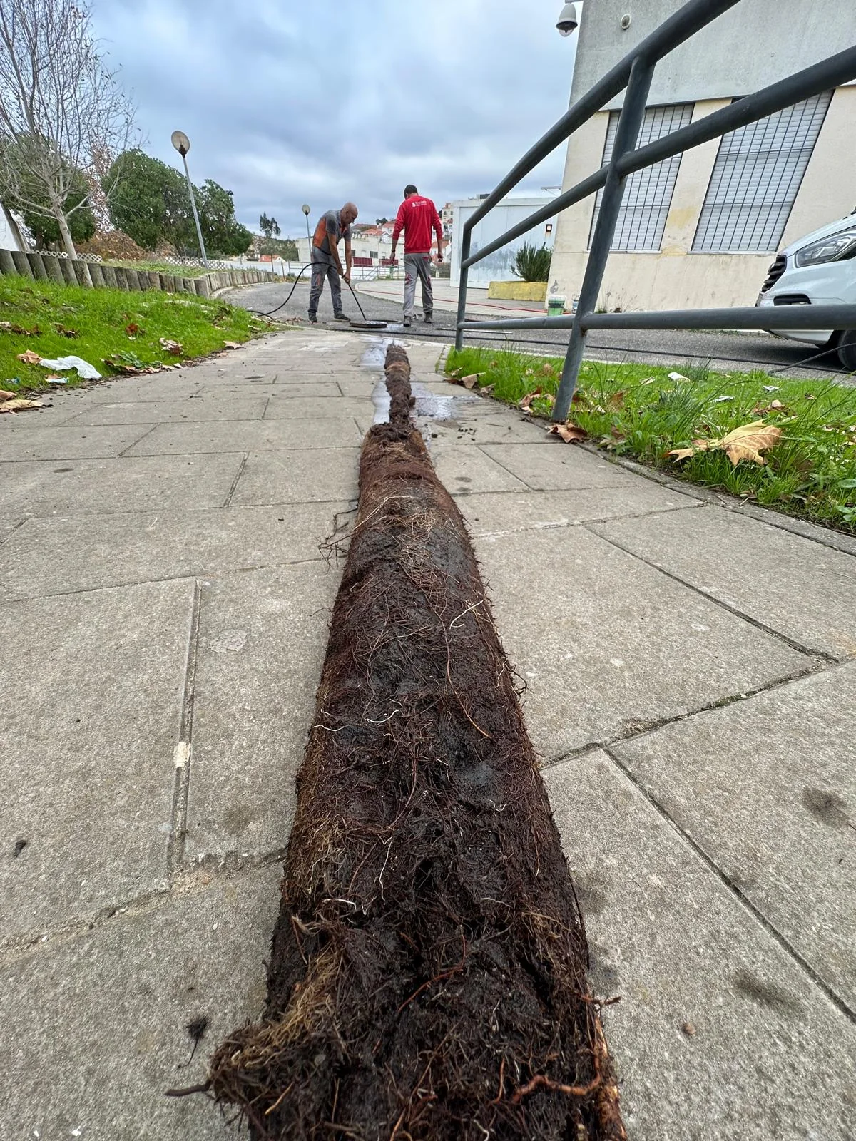 Raízes removidas de uma tubagem de esgoto